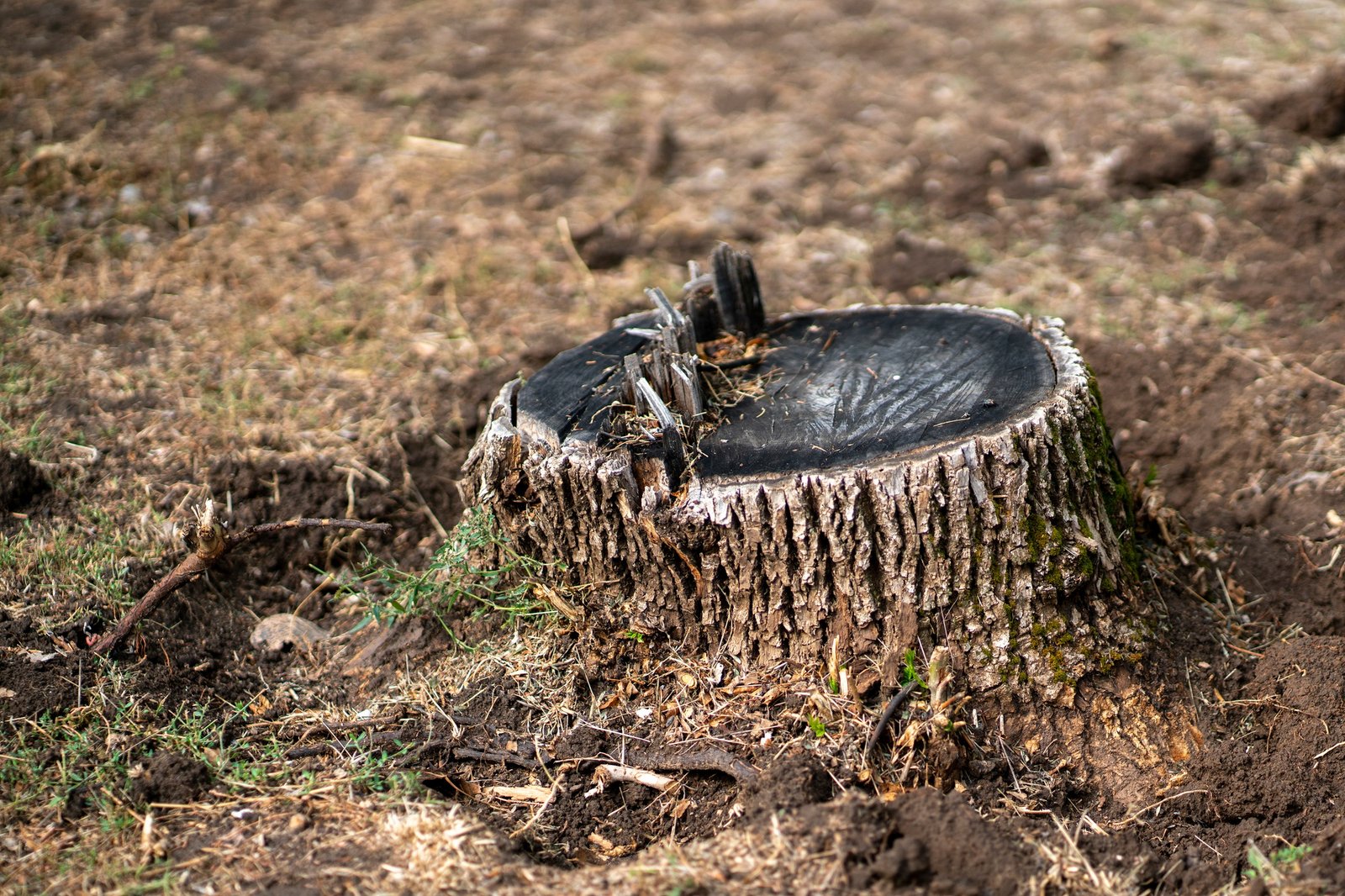 cut tree stump environment problem of forest disaster