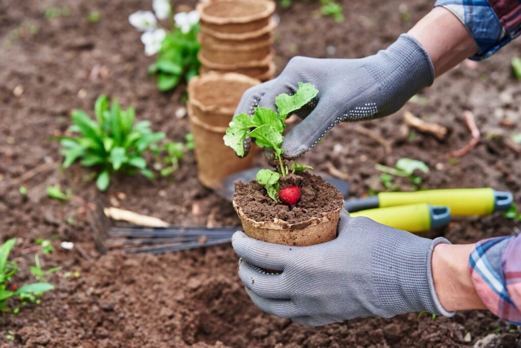 gardener hands picking and planting vegetable plant in the garden