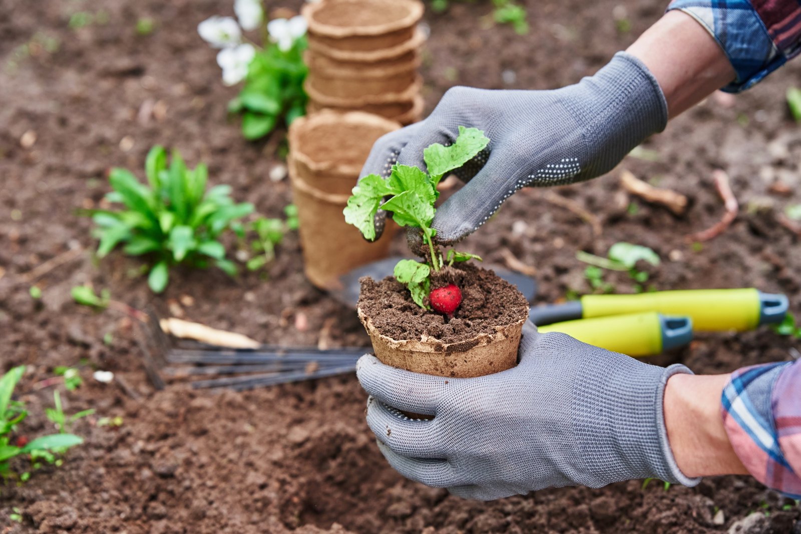 gardener hands picking and planting vegetable plant in the garden