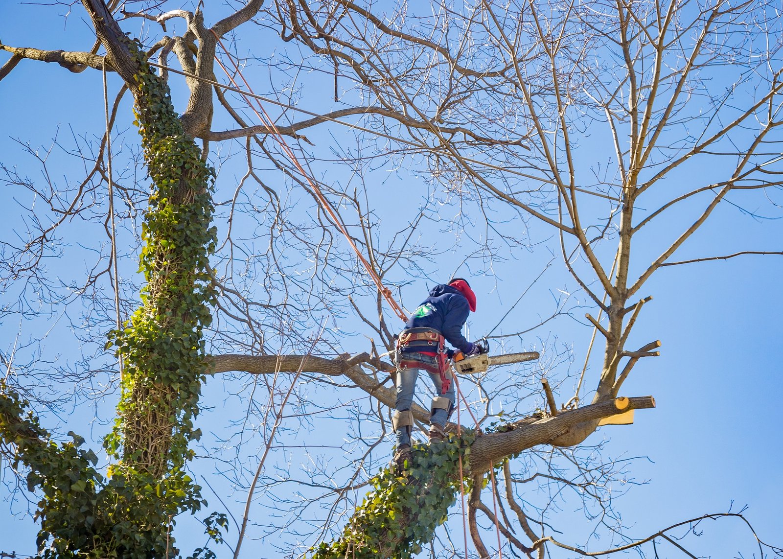 tree service worker arborist pruning large branches and cutting down large maple tree with chainsaw