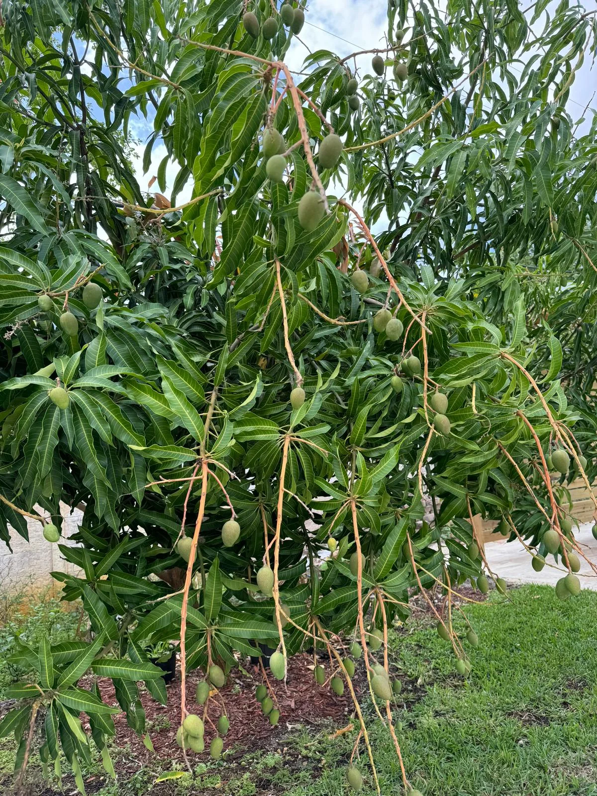 V Maintenance Landscaping Professional INC 138