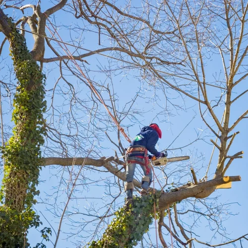Tree Services
