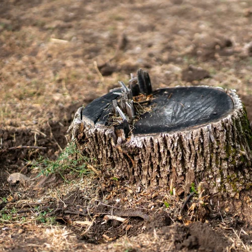 stump removal